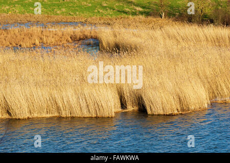 Una piccola patch di canne in acqua e un campo erboso in background. Si tratta di tardo autunno o inizio inverno. Foto Stock