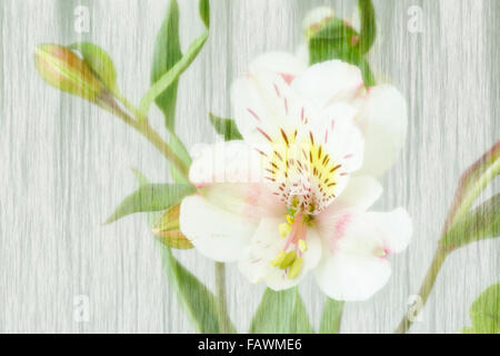 WA12501-00...WASHINGTON - un'orchidea da una composizione floreale. Foto Stock