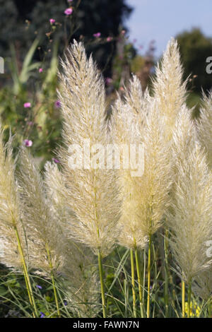 Cortaderia selloana Pumila. Pampas pennacchi di erba in prima serata sun. Foto Stock