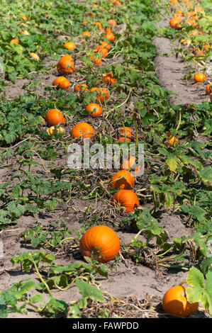 Zucca di Hokkaido, Rosso Hokkaido (Cucurbita maxima) crescente, vegetale crescente area nel Höfles vicino a Norimberga, Media Franconia Foto Stock