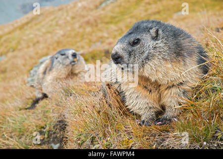 Alpine marmotta (Marmota marmota), Kaiser-Franz-Josefs-Höhe, Alti Tauri Parco Nazionale della Carinzia, Austria Foto Stock