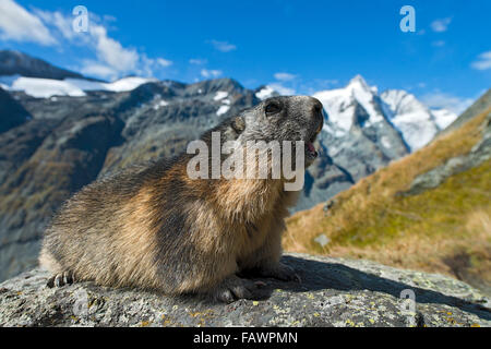 Alpine marmotta (Marmota marmota), Grossglockner dietro, Kaiser-Franz-Josefs-Höhe, Alti Tauri Parco Nazionale della Carinzia, Austria Foto Stock