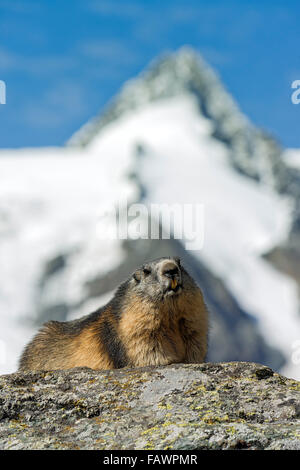 Alpine marmotta (Marmota marmota), Grossglockner dietro, Kaiser-Franz-Josefs-Höhe, Alti Tauri Parco Nazionale della Carinzia, Austria Foto Stock