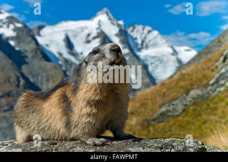 Alpine marmotta (Marmota marmota), Grossglockner dietro, Kaiser-Franz-Josefs-Höhe, Alti Tauri Parco Nazionale della Carinzia, Austria Foto Stock