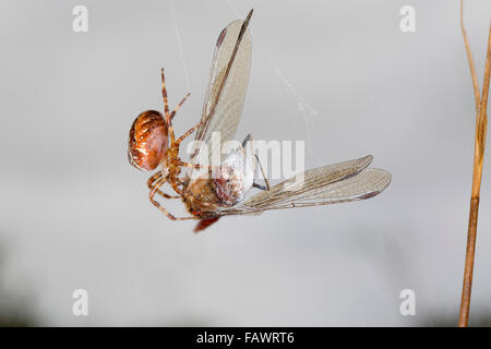 Giardino Spider; Araneus diadematus singolo con comuni Darter Dragonfly preda Cornwall, Regno Unito Foto Stock