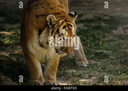 Tiger in natura come ottenere pronto per sdraiarsi. Foto Stock