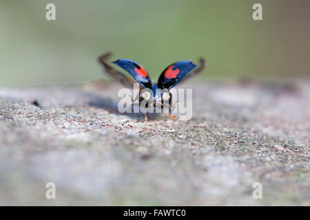 Harlequin Ladybird; Harmonia axyridis singolo con ali; Cornovaglia; Regno Unito Foto Stock