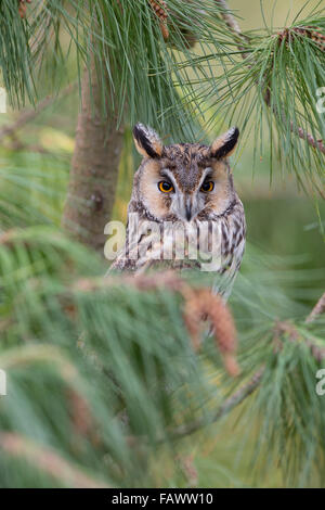 Long Eared Owl; Asio otus singolo in pino Cornwall, Regno Unito Foto Stock