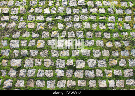 Pietre di pavimentazione coperte di muschio, blocchi di pietra sul terreno, Norfolk, Regno Unito Foto Stock