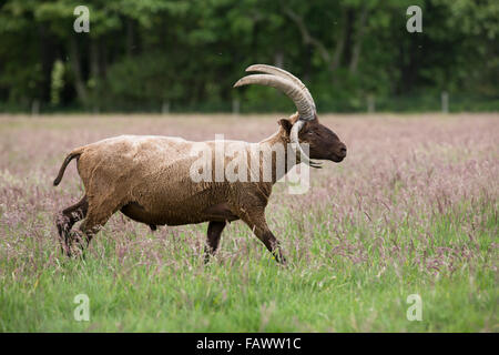 Manx Loaghtan Ram; a piedi unico nel campo dell' Isola di Man; Regno Unito Foto Stock