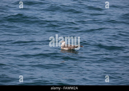 Pomarine Skua; Stercorarius pomarinus unica sul mare; Mare del Nord; Regno Unito Foto Stock