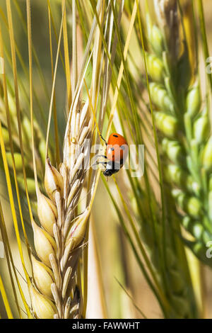 Close up coccinella sulla testa di orzo; Acme, Alberta, Canada Foto Stock