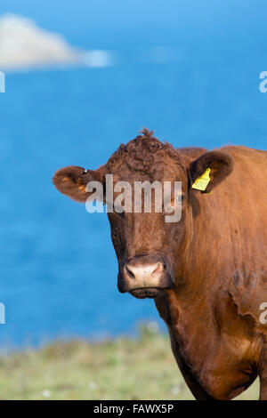 Rosso rubino Devon mucca Isole Scilly; Regno Unito Foto Stock