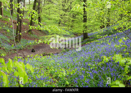 Dieci acri di legno; Foresta di Dean; molla; Regno Unito Foto Stock