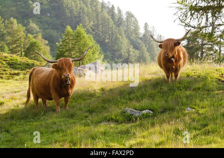 Highland cattles pascolano in alpeggio Foto Stock