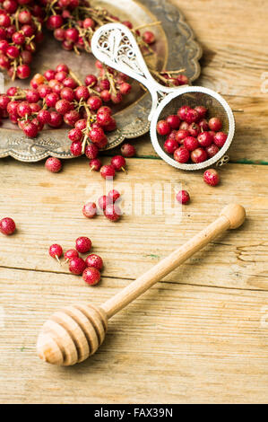 Mature gojy bacche sul ramo di bush sulla piastra vintage Foto Stock