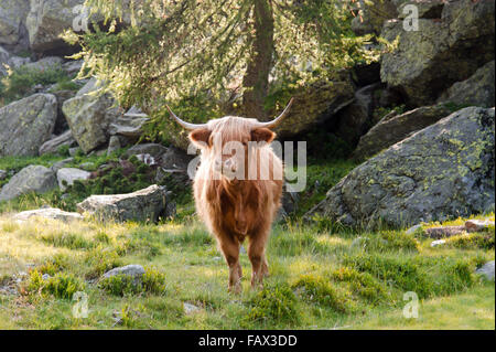 Highland pascolo del bestiame in alpeggio Foto Stock