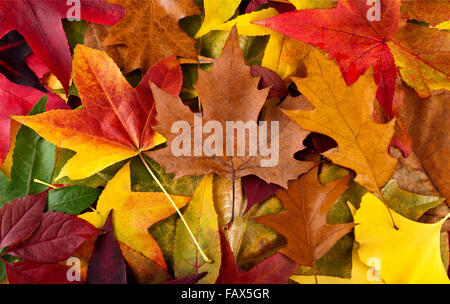 Autunnale di sfondo con foglie multicolori Foto Stock