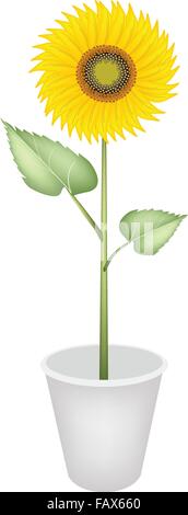 Una illustrazione belli e luminosi colori giallo dei girasoli a fascio stretto nel vaso di Fiori per Decorazione giardino isolato su Illustrazione Vettoriale
