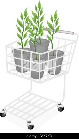 Concetto Ecologico, un carrello pieno con Pedilanthus Tithymaloides o Redbird Cactus nel vaso isolato su bianco Backgro Illustrazione Vettoriale