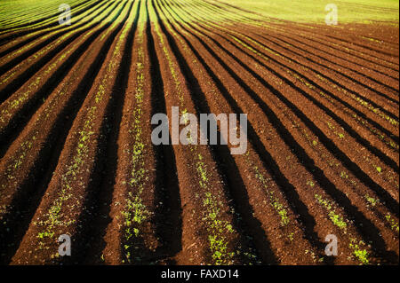 Campo di carote, Hollard Marsh; Bradford, Ontario, Canada Foto Stock