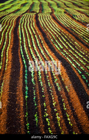 Campo di carota, Hollard Marsh; Bradford, Ontario, Canada Foto Stock