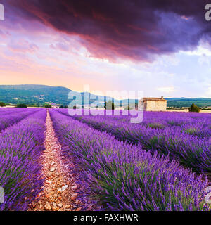 Campo di lavanda in estate panorama al tramonto vicino a Sault..Provence,Francia Foto Stock