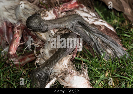 Dettaglio dei morti cigno (Cygnus olor) piedi. Un cigno che è caduto in preda a una volpe, mostrando grande, forte i piedi per il nuoto Foto Stock