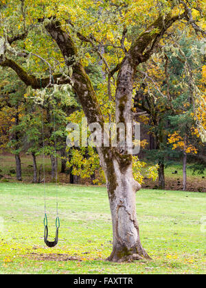 Vecchio nero crescita quercia in autunno con ruota di scorta swing Foto Stock