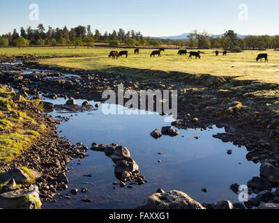Free range cavalli pascolano lungo il livello di siccità CREEK, California del Nord, Stati Uniti d'America. Foto Stock