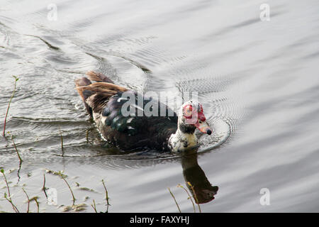 Anatra muta Cairina moschata close-up di nuoto Foto Stock