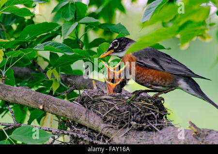 Momma Robin alimentazione di uccelli baby Foto Stock