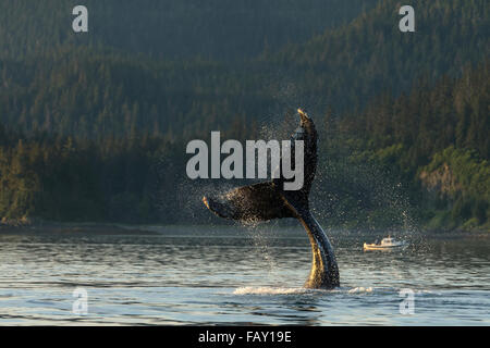 Un Humpback Whale schiaffi la sua coda sulle calme acque del passaggio interno nelle vicinanze Lynn Canal, a sud-est di Alaska Foto Stock