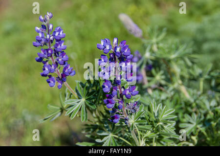 Fiori di lupino, lupinus perennis che fiorisce in un nativo di prateria, Washington, Stati Uniti d'America Foto Stock