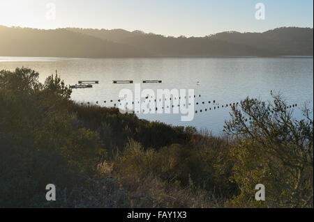 Allevamento di ostriche nella splendida baia di Tomales, Marshall CA Foto Stock