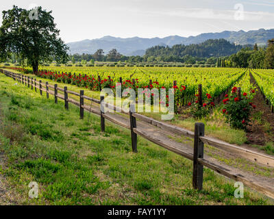 CALISTOGA, Stati Uniti d'America - 3 Maggio 2014: Rustico recinto & rose rosse telaio una vigna lungo l'autostrada 128 in California's wine country. Foto Stock