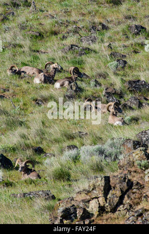 Allevamento di pecore bighorn, Ovis canadensis, appoggiato in rocky area di pascolo in wildlands, Oregon, Stati Uniti d'America Foto Stock