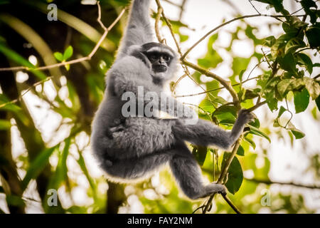 Un gibbone Javan (Hylobates moloch, gibbone argenteo) nel Parco Nazionale di Gunung Halimun Salak a Giava Occidentale, Indonesia. Foto Stock