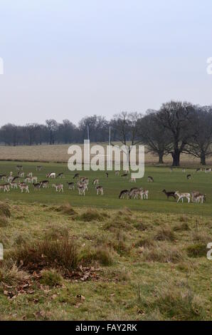 Cervi su un campo da rugby in Richmond Park, Inghilterra Foto Stock