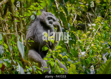 Un gibbone Javan (Hylobates moloch, gibbone argenteo) che foraging in Gunung Halimun Salak National Park a West Java, Indonesia. Foto Stock