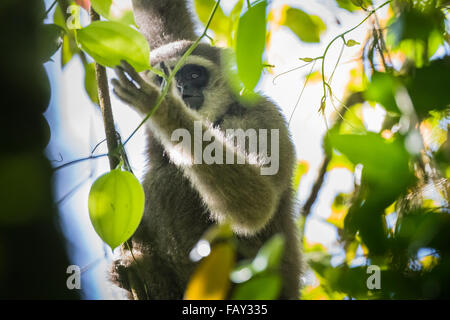 Un gibbone Javan (Hylobates moloch, gibbone argenteo) che foraging in Gunung Halimun Salak National Park a West Java, Indonesia. Foto Stock