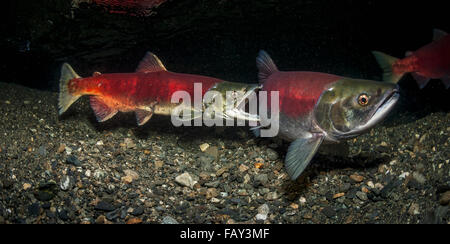 Una femmina Sockeye Salmon (Oncohynchus Nerka) nude Un maschio lontano dal suo Redd in modo che lei possa lavorare su di esso, Underwater View in an Alaskan Stream Durin... Foto Stock