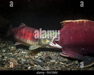 Una femmina Sockeye Salmon (Oncohynchus Nerka) nude Un maschio lontano dal suo Redd in modo che lei possa lavorare su di esso, Underwater View in an Alaskan Stream Durin... Foto Stock