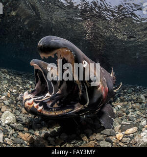 Femmina Coho Salmoni (Oncorhynchus kisutch) il comportamento di indagine induce il maschio a false spawn, vista subacquea in un Alaskan stream durante l'autunno. Foto Stock