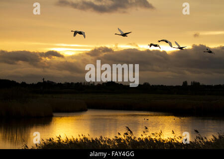 Cigni decollare come il sole sorge su un lago in Rufford, Lancashire, Regno Unito Foto Stock