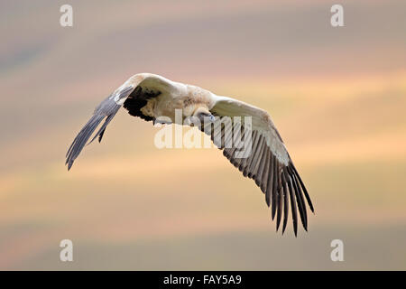 Un pericolo avvoltoio del capo (Gyps coprotheres) in volo, Sud Africa Foto Stock