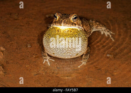 Maschio di rospo guttural (Amietophrynus gutturalis) chiamando in acque poco profonde, Sud Africa Foto Stock