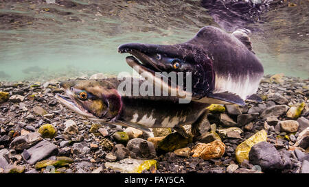 Un salmone rosa (Oncorhynchus Gorbuscha) maschio viene accanto e fremita Una femmina che sta Probing la sua Redd in un flusso intertidale dell'Alaska durante il... Foto Stock