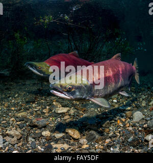 Il Salmone Sockeye (Oncorhynchus nerka) coppia riproduttiva posizionato al di sopra di un redd che è in costruzione in un Alaskan stream durante l'inizio dell'estate. Foto Stock