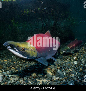 Il Salmone Sockeye (Oncorhynchus nerka) coppia riproduttiva posizionato al di sopra di un redd che è in costruzione in un Alaskan stream durante l'inizio dell'estate. Foto Stock